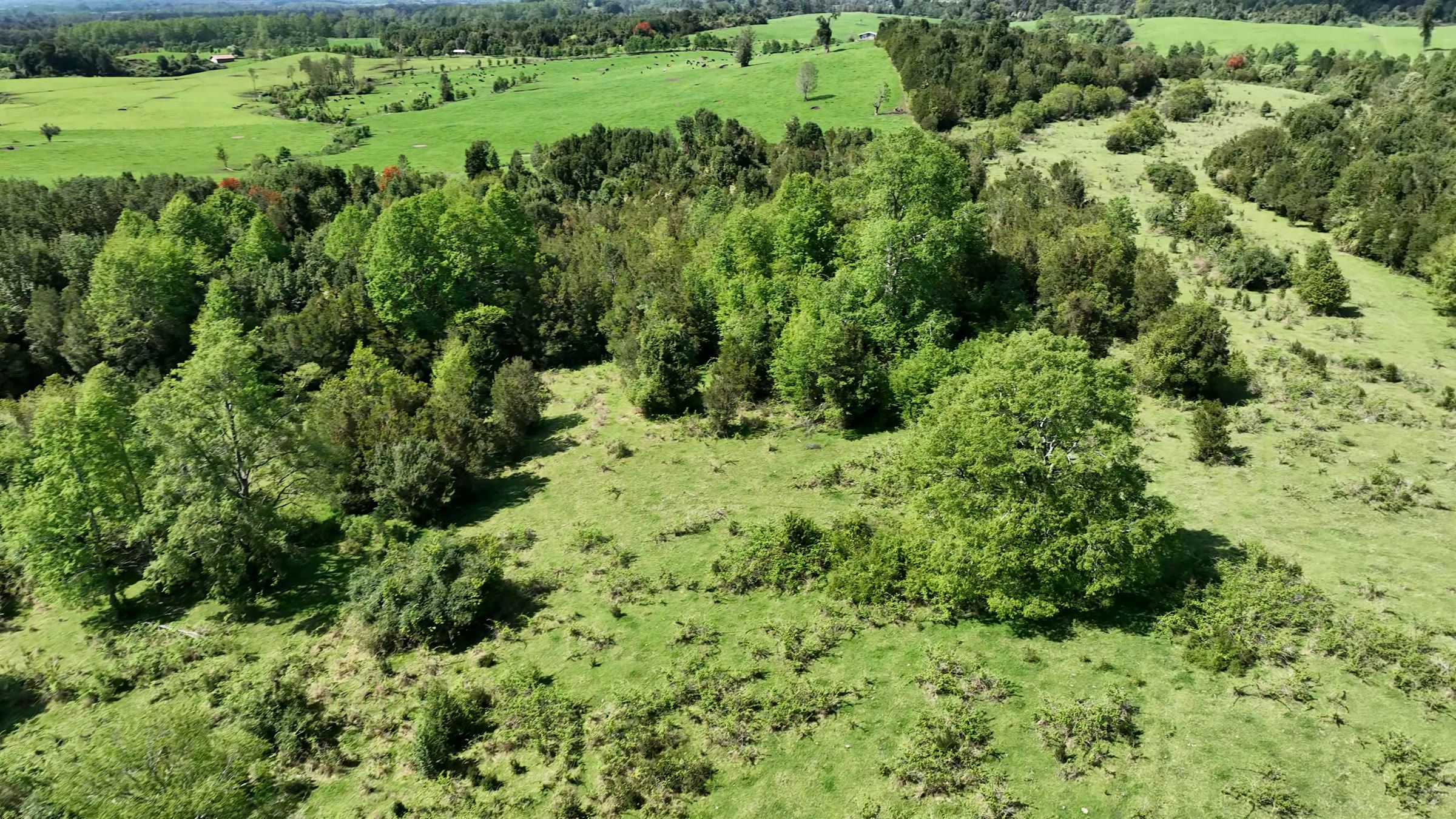 Native forest on the Volcanes Patagonia SpA farm, seen from above.