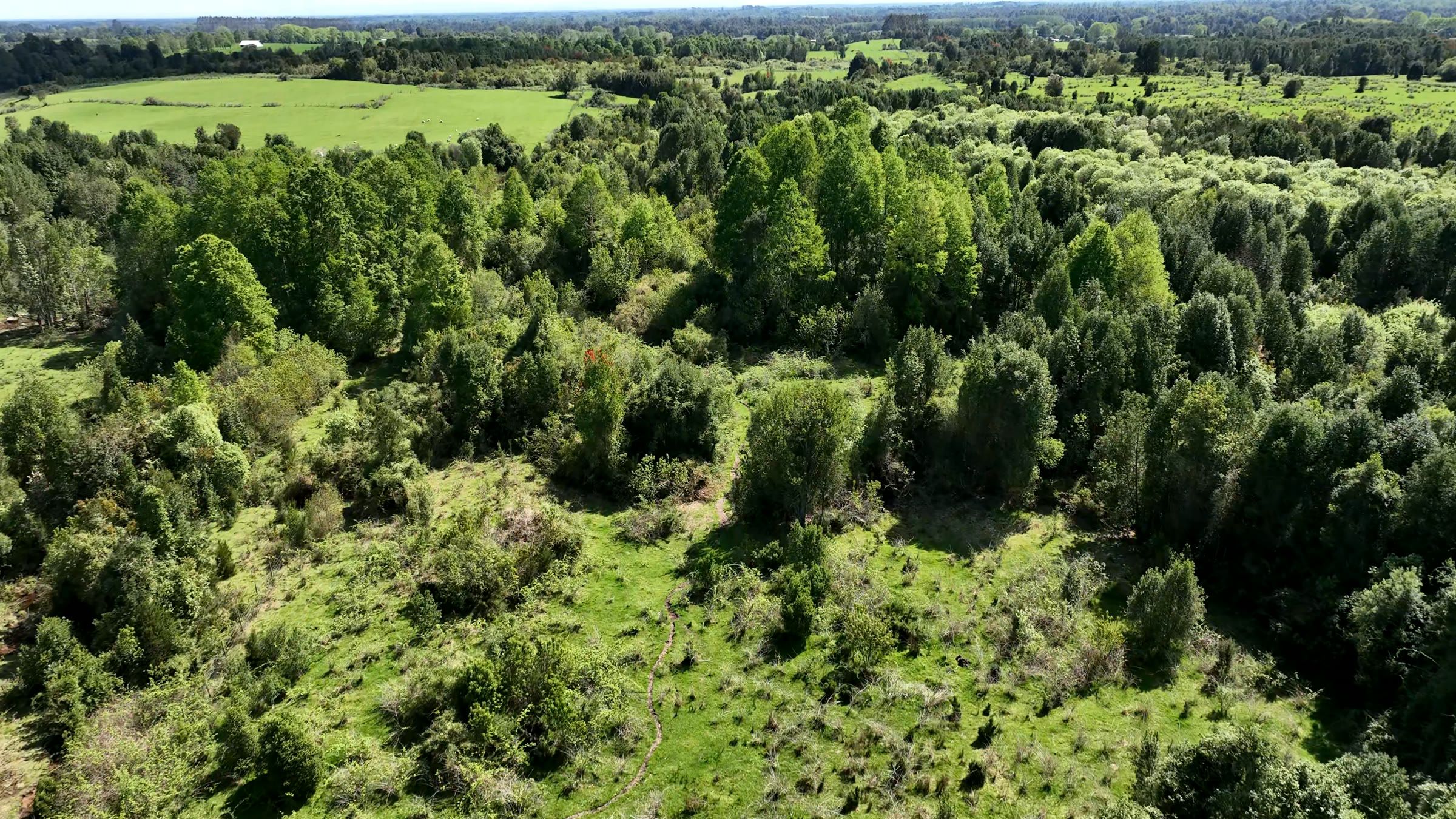 Bosque nativo en un sector del campo.