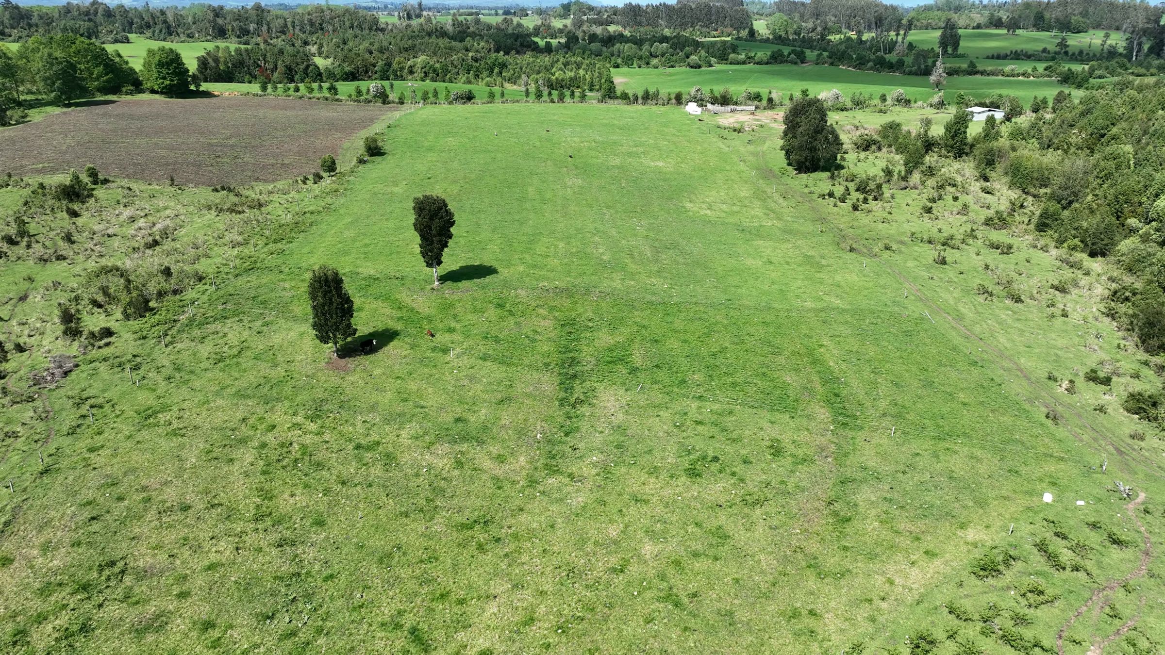 Pradera abierta del campo, con dos árboles solitarios y bosque al fondo.